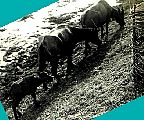 19550116Ayudhya_buffaloes2.jpg