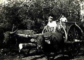 Kanchanaburi-19550814oxcartaa.jpg