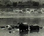 Kanchanaburi_buffaloesinriver-19550227b.jpg