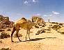 Suakin_Sudan-7802dg.jpg