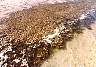Suakin_Sudan-7802eb.jpg