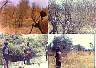 juba_hunt-7802a.jpg