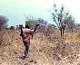 juba_hunt-7802ba.jpg